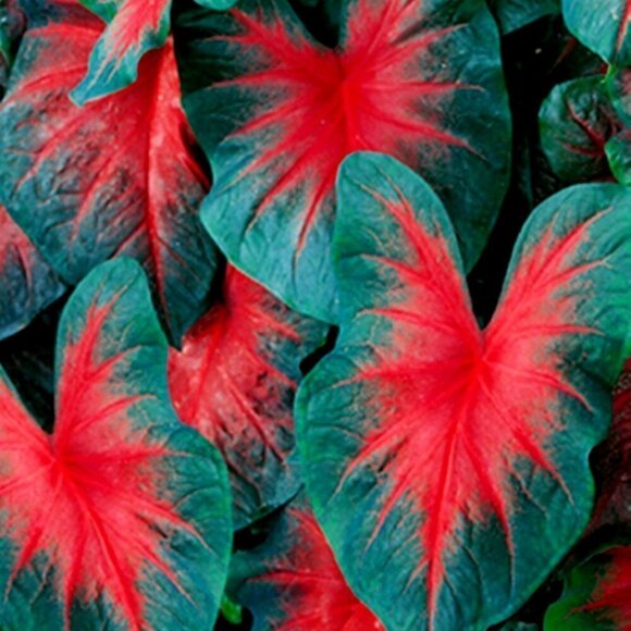 2x John Peed CALADIUM BULBS - Picture 1 of 1